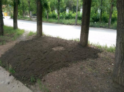 Опасность на участке с аварийным деревом оперативно устранили в Волжском