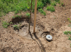 Новый «стаканный» полив проложили в парках и скверах Волжского