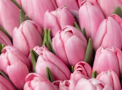 МУП «Водоканал» поздравляет волжанок с 8 Марта