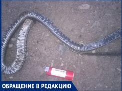 «Двух гадюк за день лопатой зарубили»,- волжанка
