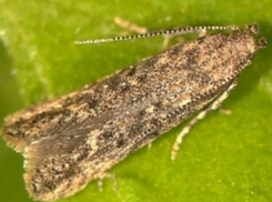 Моль томатная одолела – карантин наложили близ Волжского