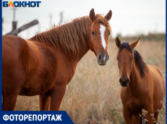 Золотая осень в Волжском: животные и природа попали на фото