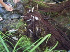 В Волго-Ахтубинской пойме задержали браконьеров с бреднем