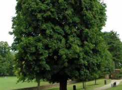 На центральных улицах Волжского высадят пышные каштаны 