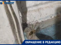 «Я заработала арахнофобию, увидев это чудовище», — волжанка о встрече с пауком