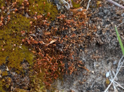 В Волгоградской области нашли уникальный мох, который способен выжить в космосе