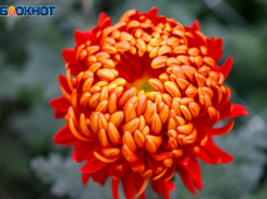 Взрывы эмоций и навязчивость: агрессивное 15 ноября обещают астрологи