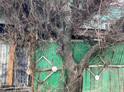 В Волжском поселке проведут реконструкцию зеленых насаждений