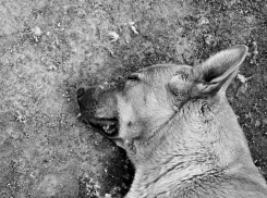 Житель Волгоградской области убил собаку и снял это на телефон