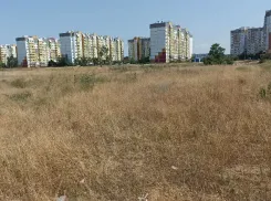 «Камыш выше человеческого роста»: жители 28-го микрорайона в Волжском пожаловались на заросший пустырь