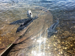 В Волгу выпустят почти 300 белуг