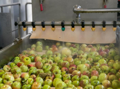 Рекордный урожай собрали в Волгоградской области в 2025 году