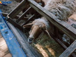 Без домиков и подстилок: в Волжском жители недовольны содержанием животных в зоодворике