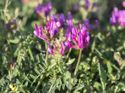 Астрагал завладел клумбами в Волжском