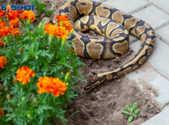 В Волжском в день хладнокровных убийц будет солнечно: прогноз погоды