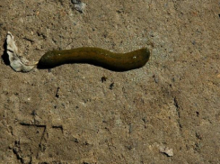 Пиявка находится под охраной в Волгоградской области