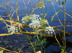 Ядовитая цикута может довести до смерти горожан в центре Волжского