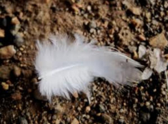 Под Волгоградом браконьер решил полакомиться лебедем-шипуном