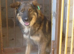 Диагноз подтвердился: чипированного пса отравили