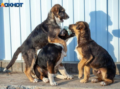 На девушку с собачкой напала свора собак в Волжском