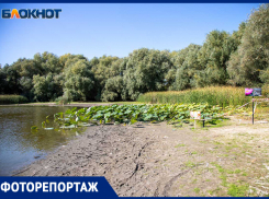 Сорванные цветы, засуха и мусор: в Волжском загадили едва появившееся единственное озеро лотосов