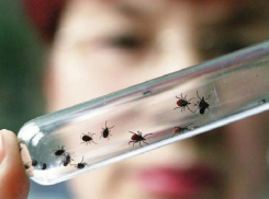 Клещи продолжают напоминать о себе