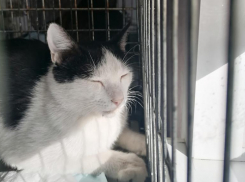 Нуждается в заботе и любви: ослепшему по вине человека коту ищут новый дом в Волжском