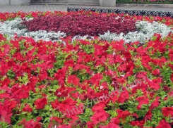 Директор компании в Волжском подарил городу более 10 тысяч петуний