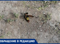 Пока шершень не ужалит, службы Волжского не почешутся