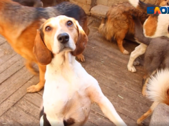 Волжский приют для собак на грани разорения: как спасти животных