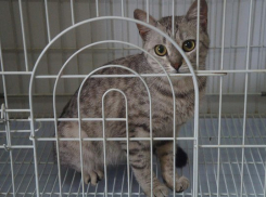 Волжане спасли отданных на усыпление породистых котов