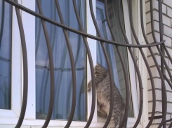 В Волжском кот пытался попасть домой и застрял насмерть