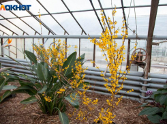 Сезон дачников открыт! К каким работам приступить в марте, рассказал эксперт из Волжского