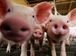 Волжан предупреждают об эпидемии чумы свиней