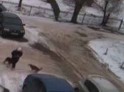 Свора собак едва не растерзала молодого парня в Волжском: видео