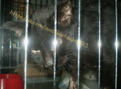 В Волгограде котика сначала отравили, затем избили до полусмерти 