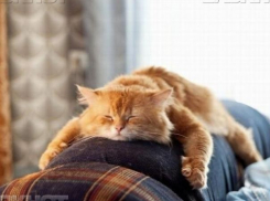 Футбольные матчи в рамках ЧМ-2018 подарят волжанам выходные