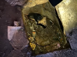 Живодеры скинули собаку в уличный туалет под Волжским: видео