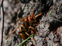 Умерщвляют ядом и разгрызают мощной челюстью: в Волжском живет опасное насекомое