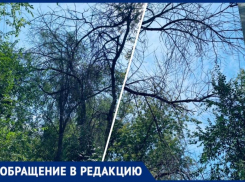 Сухие деревья оборвали провода в одном из дворов в Волжском