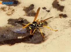 Зачем волжанам понадобятся бабочки и пчелы во вторник: советы травницы