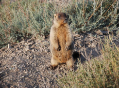 В Волгоградской области с середины июня стартует охота на сурков