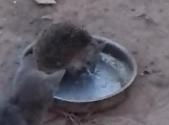 Ежик «отжал» миску с едой у котят