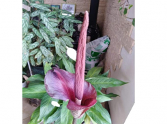 Цветок-фаллос расцвел на праздник у волжанина