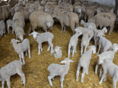 Чабанами области достигнуты хорошие показатели 