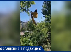 «Безжалостно срубают зеленые тополя»: жители возмущены работой коммунальщиков