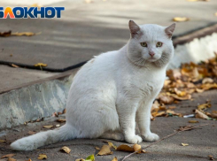 Воскресенье побалует волжан солнышком