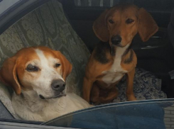 Брошенных в лесу собаку-инвалида и ее подружку спасали «всем миром»