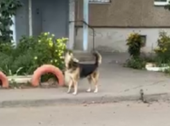 Дети в опасности: агрессивная собака на самовыгуле пугает жителей Волжского