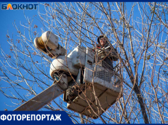 В Волжском в порядок привели деревья в сквере: фоторепортаж
